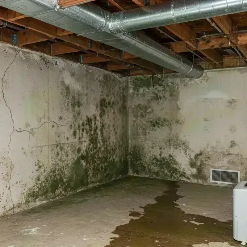 Professional Mold Removal in Norris City, IL